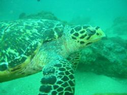 Turtle in the mix. by Michelle Winstanley 